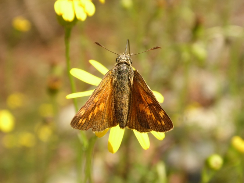 Hesperidae da identificare